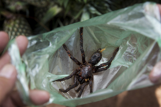 Ngôi làng chuyên ăn thịt nhện ở Campuchia - 1