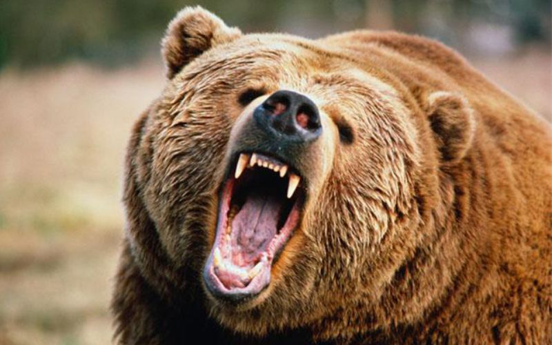 Gấu "tử thần" cao 2,7m ăn thịt người gây kinh hoàng ở Nhật - 1
