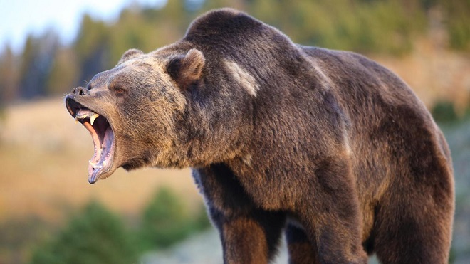 Gấu "tử thần" cao 2,7m ăn thịt người gây kinh hoàng ở Nhật - 3