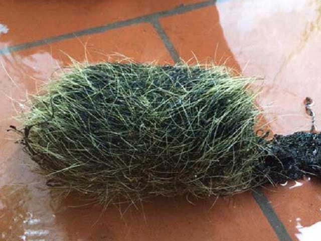 Mổ lợn bán, phát hiện thứ đáng giá gấp trăm lần con lợn - 2