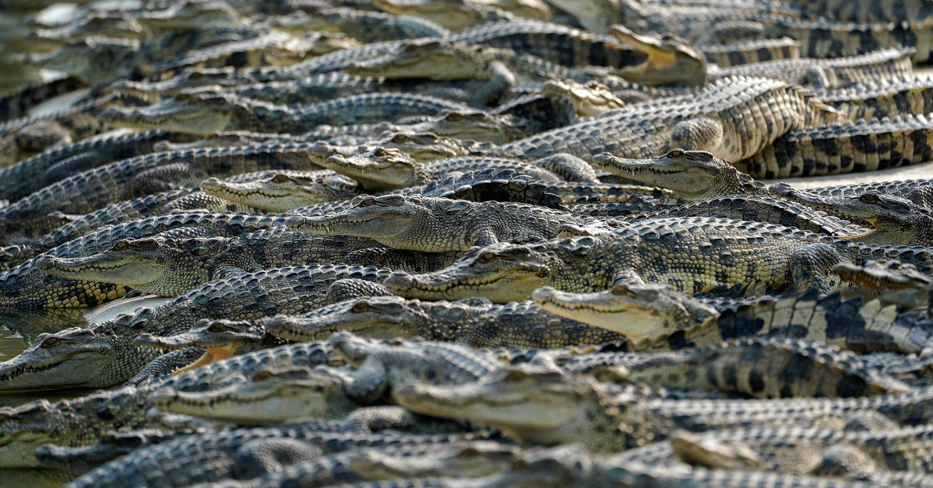 Cảnh nhung nhúc trong trang trại cá sấu lớn nhất Thái Lan - 1