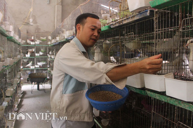 Bắt chim câu ấp trứng…giả, "soái ca nhà người ta" thu 70 triệu/tháng - 2