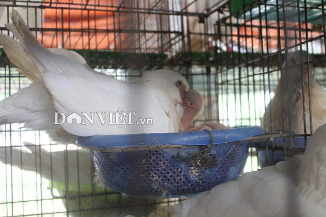 Bắt chim câu ấp trứng…giả, "soái ca nhà người ta" thu 70 triệu/tháng - 3