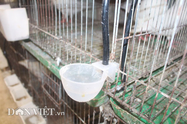 Bắt chim câu ấp trứng…giả, "soái ca nhà người ta" thu 70 triệu/tháng - 6