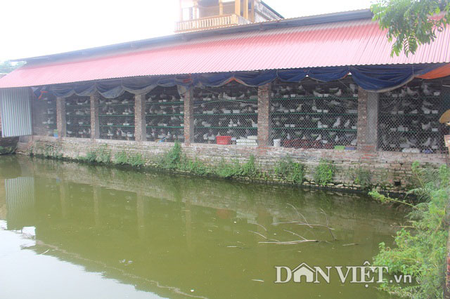 Bắt chim câu ấp trứng…giả, "soái ca nhà người ta" thu 70 triệu/tháng - 9