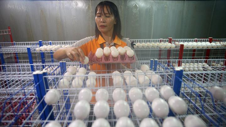 Choáng với ngành công nghiệp nuôi cá sấu ở Thái Lan - 4