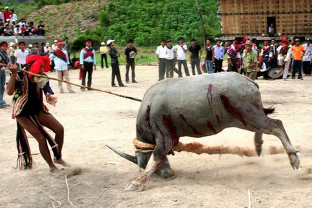 Những lễ hội đâm, chém, chọi trâu gây tranh cãi nhất Việt Nam - 2