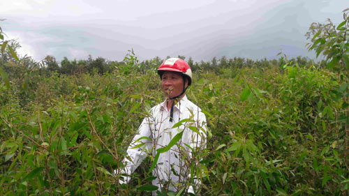 Sâu lạ biết... rung cây hù người, phá nát vườn tràm ở Sóc Trăng - 4