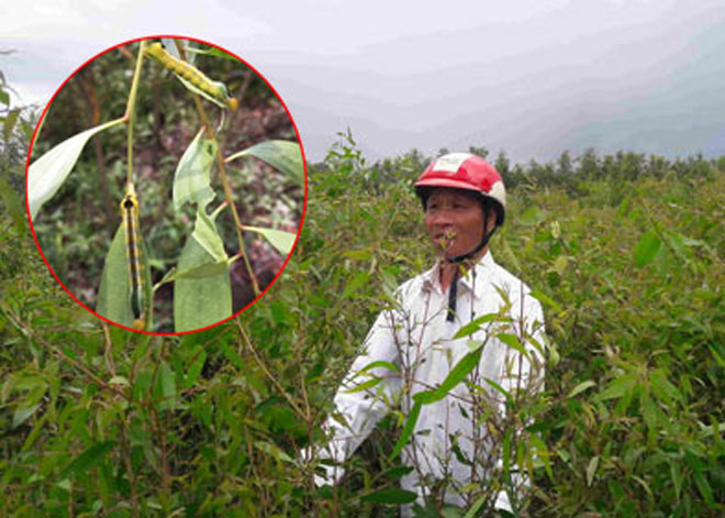 Nóng 24h qua: Nông dân kể chuyện sâu lạ rung cây… hù người - 1