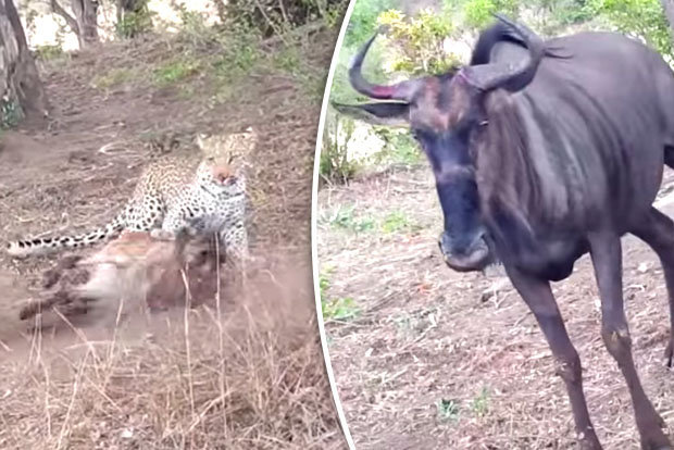 Video: Báo đốm giết bê, bị bò mẹ đuổi chạy tít lên cây - 1