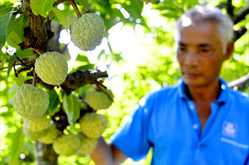 Sửng sốt cây ra quả chi chít ở thân: Lạ mà quen, quen mà lạ - 1