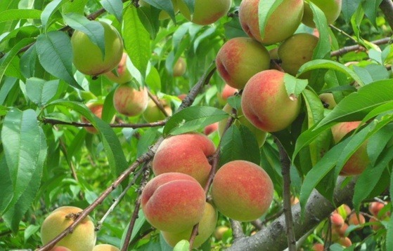 Trái đào - có phải tiên dược? - 1