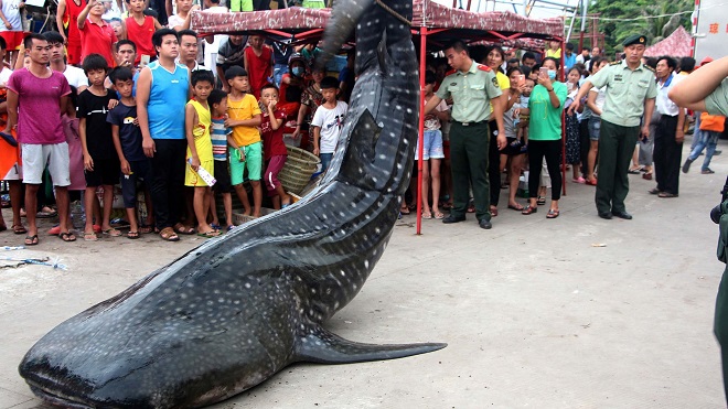 Cá mập voi 450kg dạt bờ, được xe cẩu đưa về bảo tàng TQ - 1