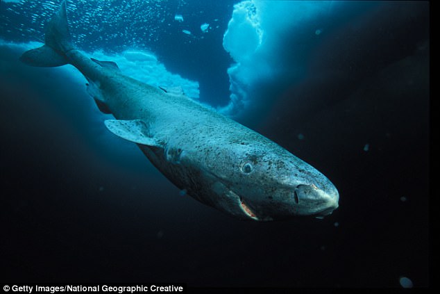 Cá mập 400 tuổi có thể giúp con người sống &#34;bất tử&#34;? - 1
