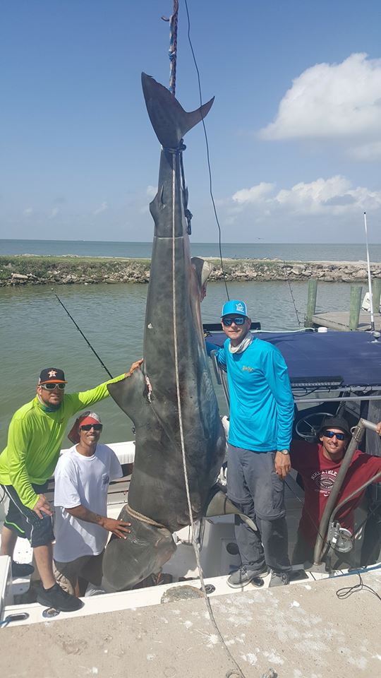 Mỹ: Câu được cá mập hổ khổng lồ, suýt lật thuyền - 1