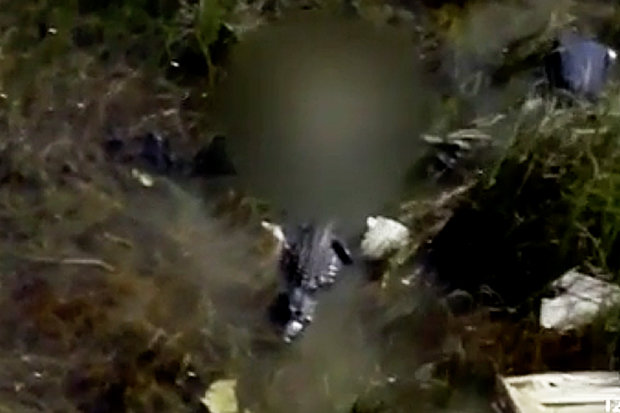 Mỹ: Rùng mình khi thấy cá sấu ăn xác nạn nhân rơi máy bay - 1