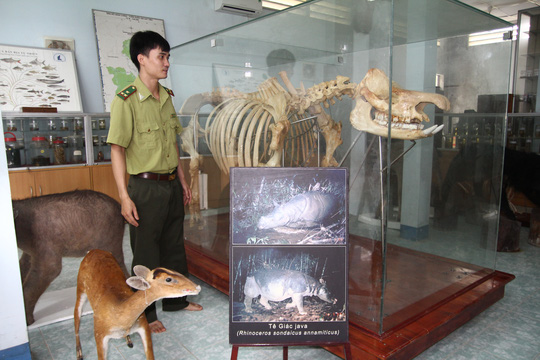 Chiêm ngưỡng bộ xương tê giác Java cuối cùng của Việt Nam - 1