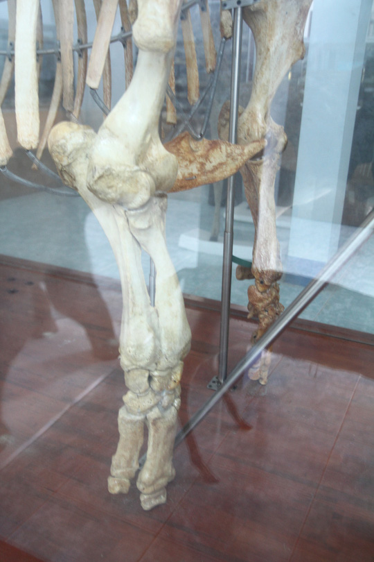 Chiêm ngưỡng bộ xương tê giác Java cuối cùng của Việt Nam - 3