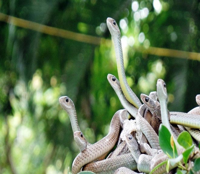 Rùng mình hàng trăm con rắn lúc nhúc trên cây ở trại mãng xà lớn nhất VN - 1