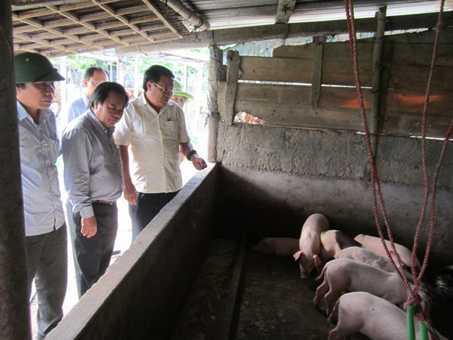 Xót xa: Giá lợn giảm mạnh, bệnh lở mồm long móng tăng cao - 1