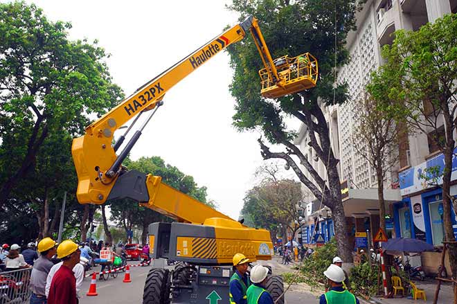 Cây xanh Hà Nội sau một năm trồng mới giờ ra sao? - 10