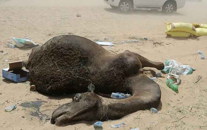 Ả Rập Saudi trừng phạt, ngàn lạc đà Qatar chết đói, khát - 1