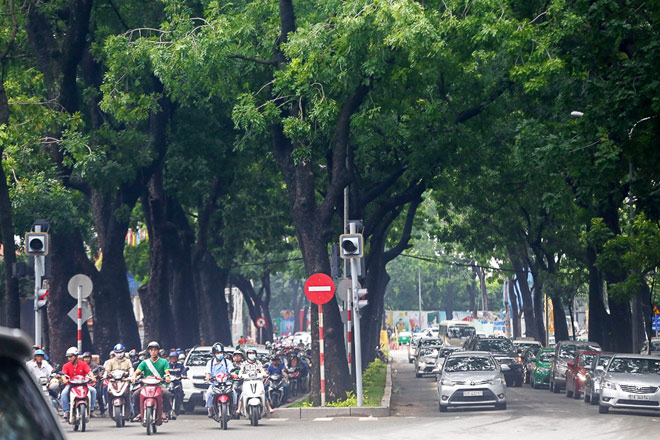 Ngắm hàng cây trăm tuổi đẹp nhất SG trước giờ &#34;khai tử&#34; - 2