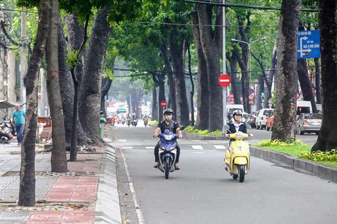 Ngắm hàng cây trăm tuổi đẹp nhất SG trước giờ &#34;khai tử&#34; - 7