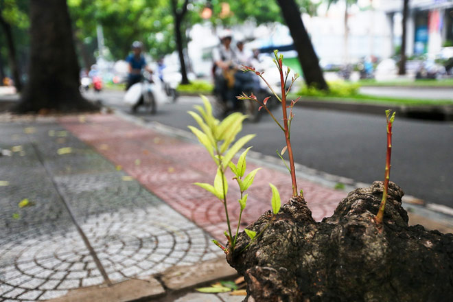 Ngắm hàng cây trăm tuổi đẹp nhất SG trước giờ &#34;khai tử&#34; - 14