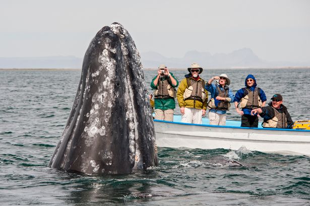 Cá voi khổng lồ liên tục lao lên đòi vuốt ve ở Mexico - 1