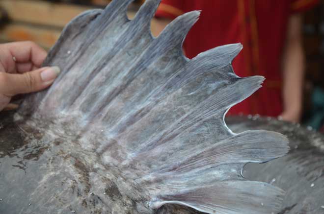 “Thủy quái” nặng hơn 1 tạ từ Biển Hồ về Hà Nội - 6