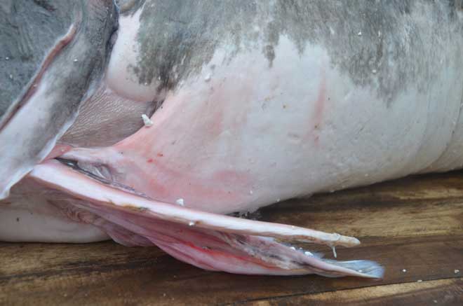 “Thủy quái” nặng hơn 1 tạ từ Biển Hồ về Hà Nội - 5