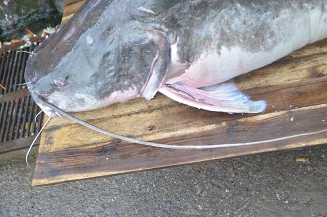 “Thủy quái” nặng hơn 1 tạ từ Biển Hồ về Hà Nội - 4