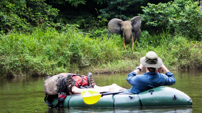 Vườn quốc gia Ivindo, Gabon: Chiêm ngưỡng voi rừng ở khoảng cách gần trong khi chèo thuyền trên sông tại vườn quốc gia Ivindo ở Gabon mang lại trải nghiệm vô cùng thú vị.