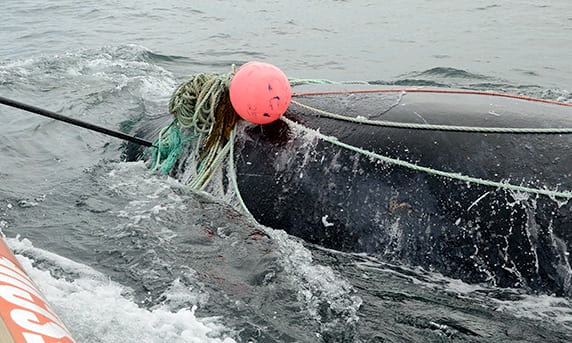 Cá voi giết chết ân nhân sau khi được cứu ở Canada - 1