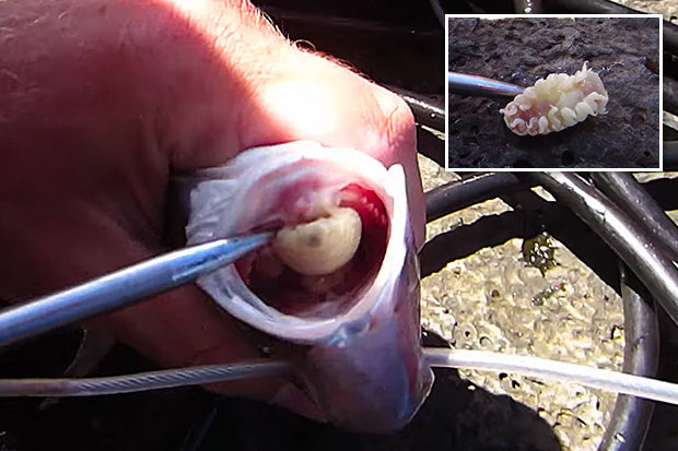Video: Cận cảnh gắp “quái vật” chuyên ăn lưỡi nạn nhân - 1