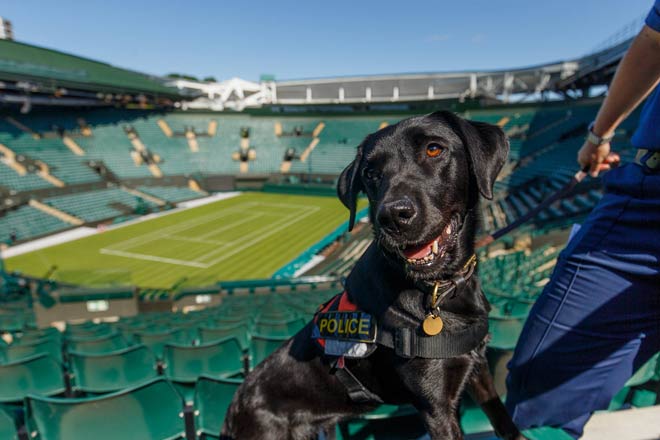 Tin nóng Wimbledon ngày 10: Lên số 1 thế giới cũng chẳng vui - 4