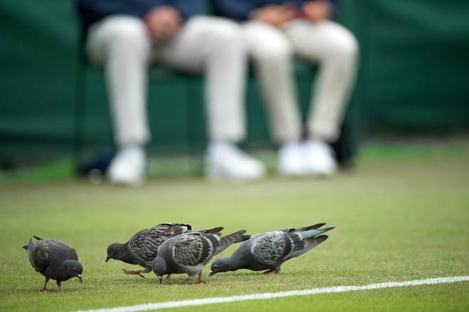 Tin nóng Wimbledon ngày 10: Lên số 1 thế giới cũng chẳng vui - 5