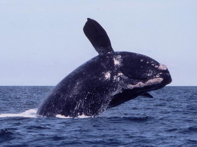 Cá voi giết ân nhân ở Canada: Phản ứng bất ngờ của Mỹ - 1