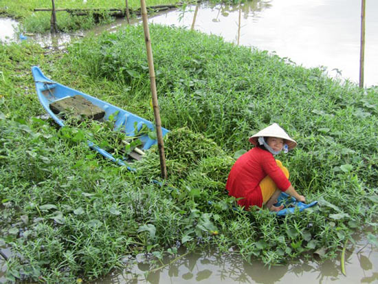 Cắm cọc treo "khơi khơi" rau dại mà cả xã chả ngại thiếu tiền tiêu - 1