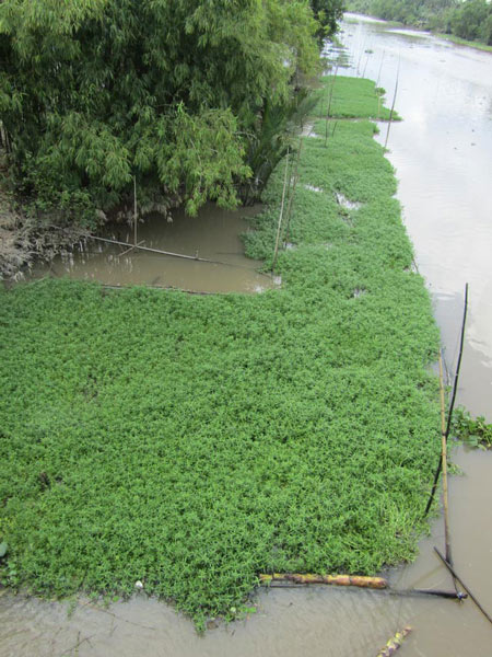 Cắm cọc treo "khơi khơi" rau dại mà cả xã chả ngại thiếu tiền tiêu - 2