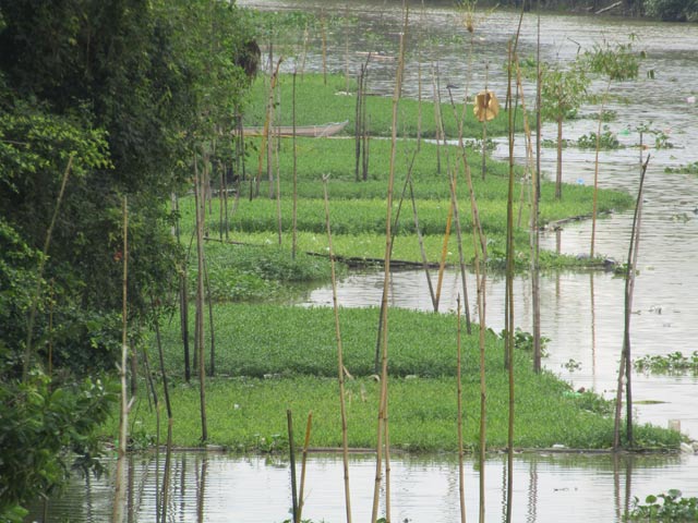 Cắm cọc treo "khơi khơi" rau dại mà cả xã chả ngại thiếu tiền tiêu - 3