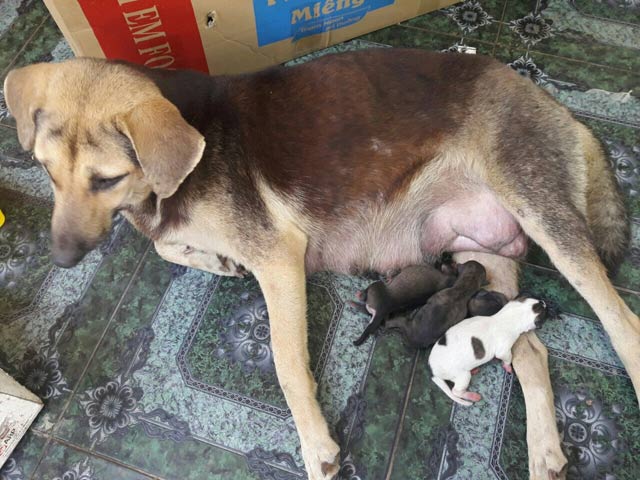 Kỳ lạ chó đầu khỉ lại có vòi gây xôn xao ở Sơn La - 5