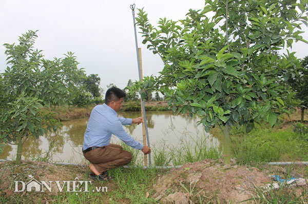 &#34;Muốn giàu nuôi cá, khá nuôi heo&#34;, muốn hơn cả giàu thì nuôi vịt? - 10