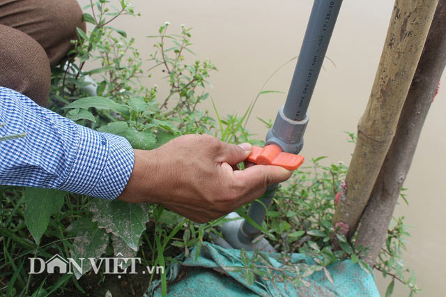 &#34;Muốn giàu nuôi cá, khá nuôi heo&#34;, muốn hơn cả giàu thì nuôi vịt? - 11