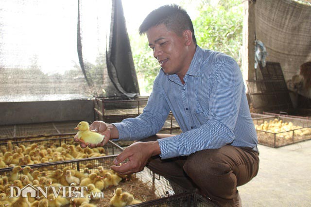 &#34;Muốn giàu nuôi cá, khá nuôi heo&#34;, muốn hơn cả giàu thì nuôi vịt? - 4