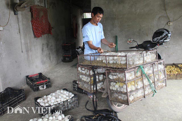 &#34;Muốn giàu nuôi cá, khá nuôi heo&#34;, muốn hơn cả giàu thì nuôi vịt? - 7