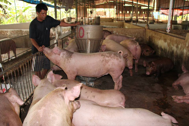 Lợn hơi bất ngờ tăng giá mạnh, Cục Chăn nuôi nói gì? - 1
