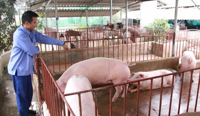 Giá lợn tăng vọt khi Trung Quốc mở cửa - 1