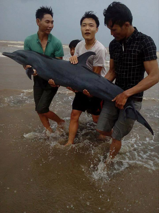 Trước bão, người dân giải cứu cá heo mắc cạn - 1